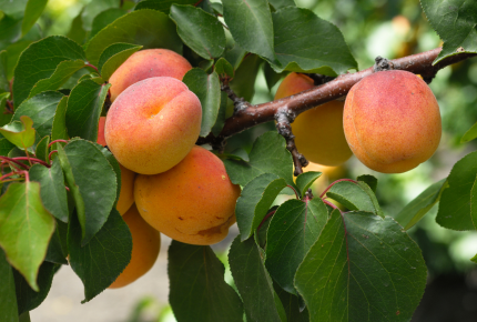 Aqronom məsləhəti