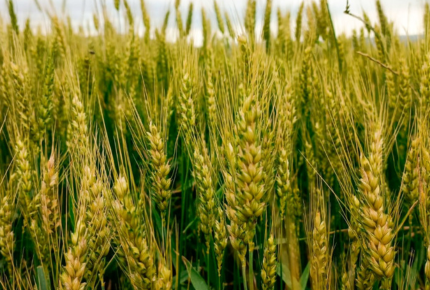 Gübrələrin çatdırılması