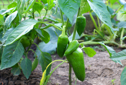 Məhsuldarlığın artırılması